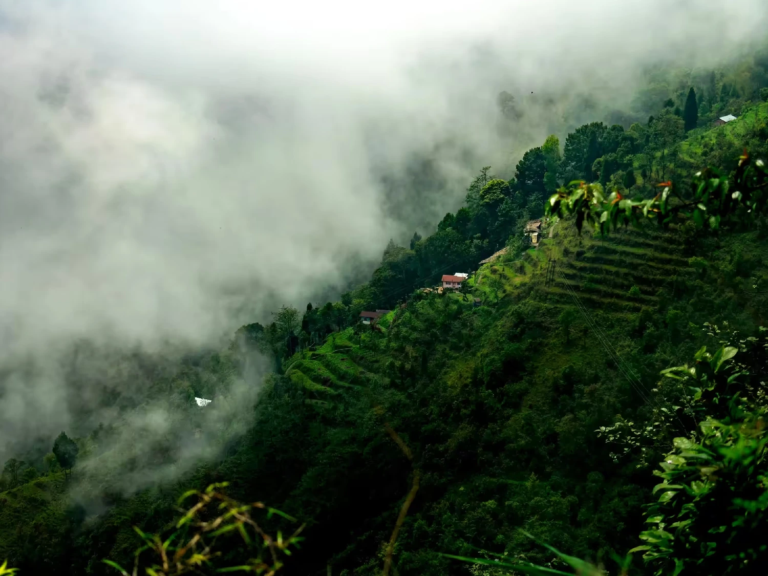 Darjeeling1